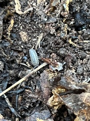 Armadillidium nasatum