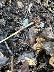 Armadillidium nasatum