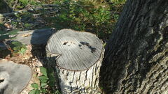 Urocyon cinereoargenteus