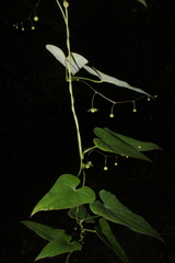 Dioscorea subhastata