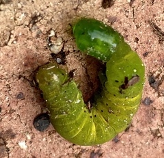 Neumichtis nigerrima