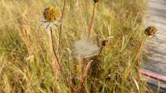 Frontinella pyramitela
