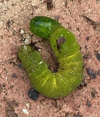 Neumichtis nigerrima