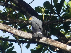 Leucopternis semiplumbeus