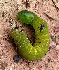 Neumichtis nigerrima