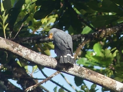 Leucopternis semiplumbeus