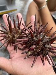 Eucidaris tribuloides