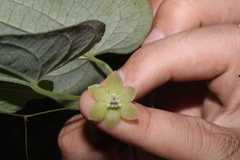 Dioscorea subhastata