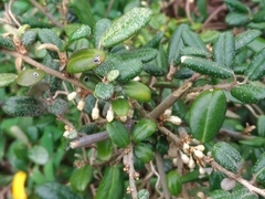 Elaeagnus formosana