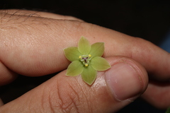 Dioscorea subhastata