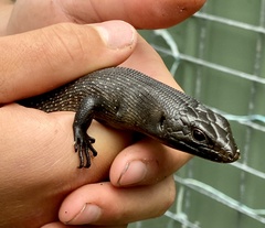 Egernia kingii