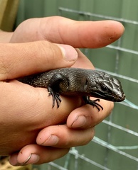 Egernia kingii