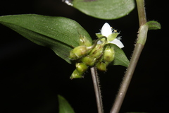 Tradescantia fluminensis