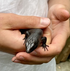 Egernia kingii