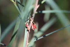 Daviesia wyattiana