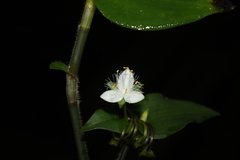 Tradescantia fluminensis