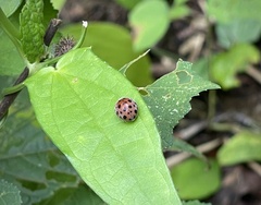 Coccinelloidea