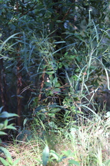 Daviesia wyattiana