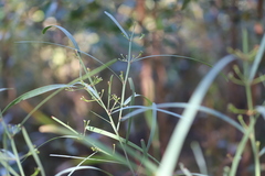 Daviesia wyattiana