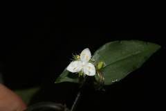 Tradescantia fluminensis