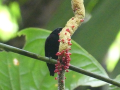 Lepidothrix velutina