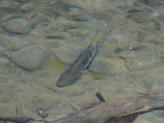 Mesoheros atromaculatus