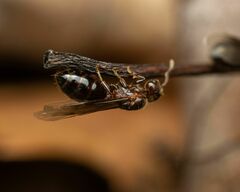 Crematogaster pilosa