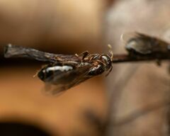 Crematogaster pilosa