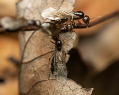 Crematogaster pilosa