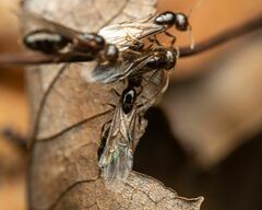 Crematogaster pilosa