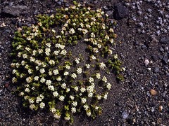 Pimelea microphylla