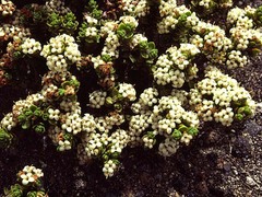Pimelea microphylla