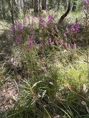 Stylidium productum