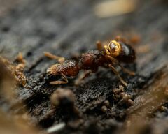 Strumigenys rostrata