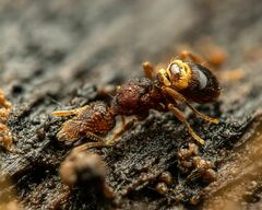 Strumigenys rostrata