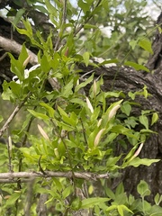 Jasminum multipartitum