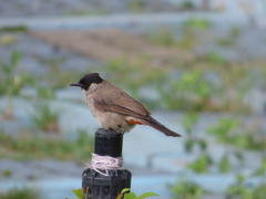 Pycnonotus aurigaster