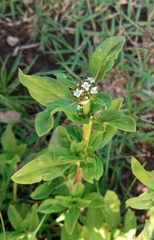 Spermacoce dasycephala