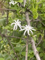 Jasminum multipartitum