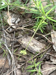 Platysace ericoides