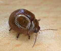 Dicranosterna semipunctata