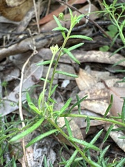 Platysace ericoides