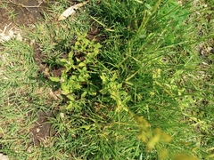 Spermacoce dasycephala