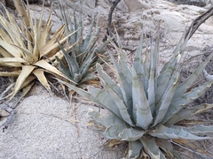 Agave simplex