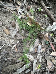 Platysace ericoides