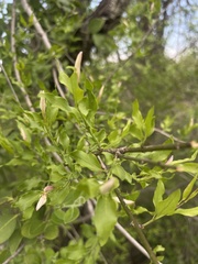 Jasminum multipartitum