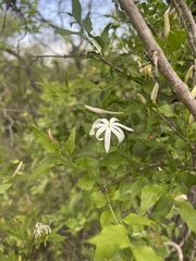 Jasminum multipartitum