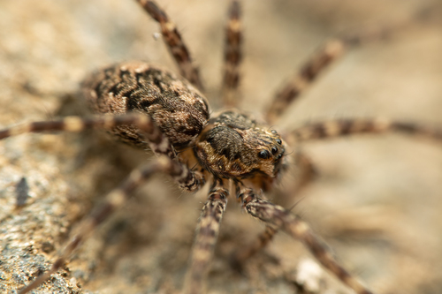 Dark Fishing Spider, photo 7 of 9