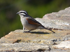 Emberiza capensis capensis