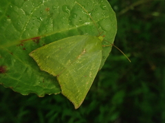 Clethrophora distincta